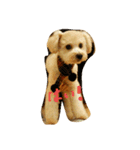 トイプードル犬のシュクレ（個別スタンプ：6）