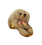 トイプードル犬のシュクレ（個別スタンプ：7）