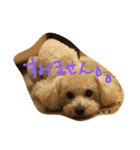 トイプードル犬のシュクレ（個別スタンプ：8）