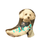 トイプードル犬のシュクレ（個別スタンプ：9）