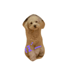 トイプードル犬のシュクレ（個別スタンプ：12）