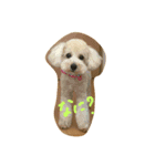 トイプードル犬のシュクレ（個別スタンプ：13）