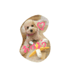 トイプードル犬のシュクレ（個別スタンプ：14）