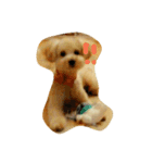 トイプードル犬のシュクレ（個別スタンプ：15）