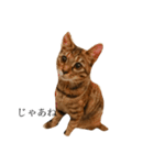 Love Tora（個別スタンプ：3）