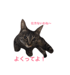 我が家のお気に入り（個別スタンプ：7）