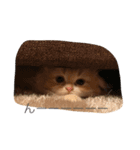 ちゃちゃまるさんスタンプ2（個別スタンプ：7）