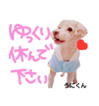 ご挨拶うにくん②（個別スタンプ：3）