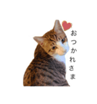 まいにちねこちゃん（個別スタンプ：2）