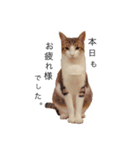 まいにちねこちゃん（個別スタンプ：4）