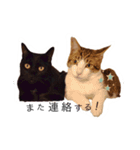 まいにちねこちゃん（個別スタンプ：9）