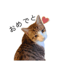 まいにちねこちゃん（個別スタンプ：11）