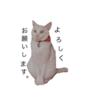 まいにちねこちゃん（個別スタンプ：13）