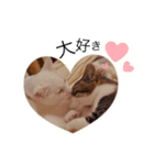 まいにちねこちゃん（個別スタンプ：14）