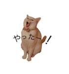 まいにちねこちゃん（個別スタンプ：19）