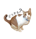 まいにちねこちゃん（個別スタンプ：20）