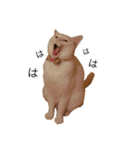 まいにちねこちゃん（個別スタンプ：23）