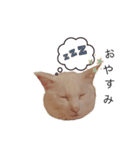 まいにちねこちゃん（個別スタンプ：27）