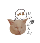 まいにちねこちゃん（個別スタンプ：28）