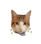まいにちねこちゃん（個別スタンプ：30）