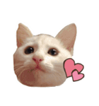 まいにちねこちゃん（個別スタンプ：31）