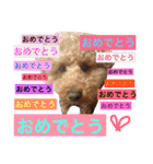 トイプードルのモコ様★（個別スタンプ：3）