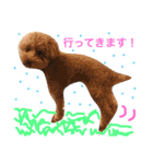 トイプードルのモコ様★（個別スタンプ：4）