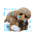 トイプードルのモコ様★（個別スタンプ：12）