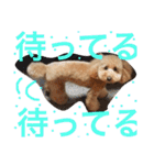 トイプードルのモコ様★（個別スタンプ：16）