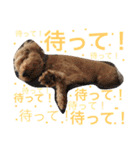 トイプードルのモコ様★（個別スタンプ：21）