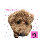 トイプードルのモコ様★（個別スタンプ：23）