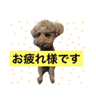トイプードルのモコ様★（個別スタンプ：24）