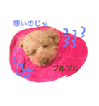 トイプードルのモコ様★（個別スタンプ：26）