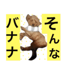 トイプードルのモコ様★（個別スタンプ：29）