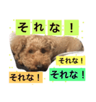 トイプードルのモコ様★（個別スタンプ：34）