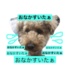 トイプードルのモコ様★（個別スタンプ：39）