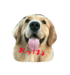 itumoisshootohimechan（個別スタンプ：1）