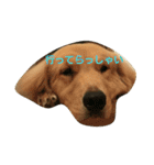 itumoisshootohimechan（個別スタンプ：15）