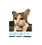 猫のたまご（個別スタンプ：1）