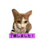 猫のたまご（個別スタンプ：2）