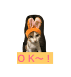 猫のたまご（個別スタンプ：3）