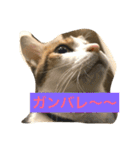 猫のたまご（個別スタンプ：4）