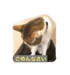 猫のたまご（個別スタンプ：6）