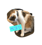 猫のたまご（個別スタンプ：8）