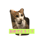 猫のたまご（個別スタンプ：9）