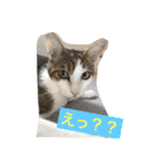 猫のたまご（個別スタンプ：10）
