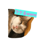 猫のたまご（個別スタンプ：11）
