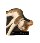 猫のたまご（個別スタンプ：12）
