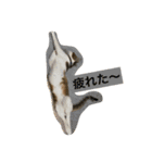 猫のたまご（個別スタンプ：13）