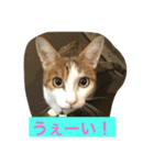 猫のたまご（個別スタンプ：14）